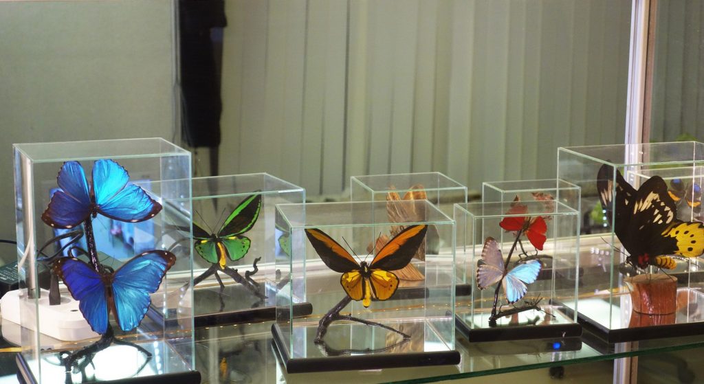 Московский музей бабочек: оазис природы в городской суете